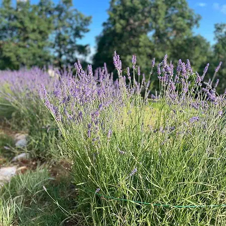 Apartment Nika Visnjan